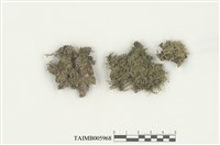 藏品(日鱗蘚)的圖片